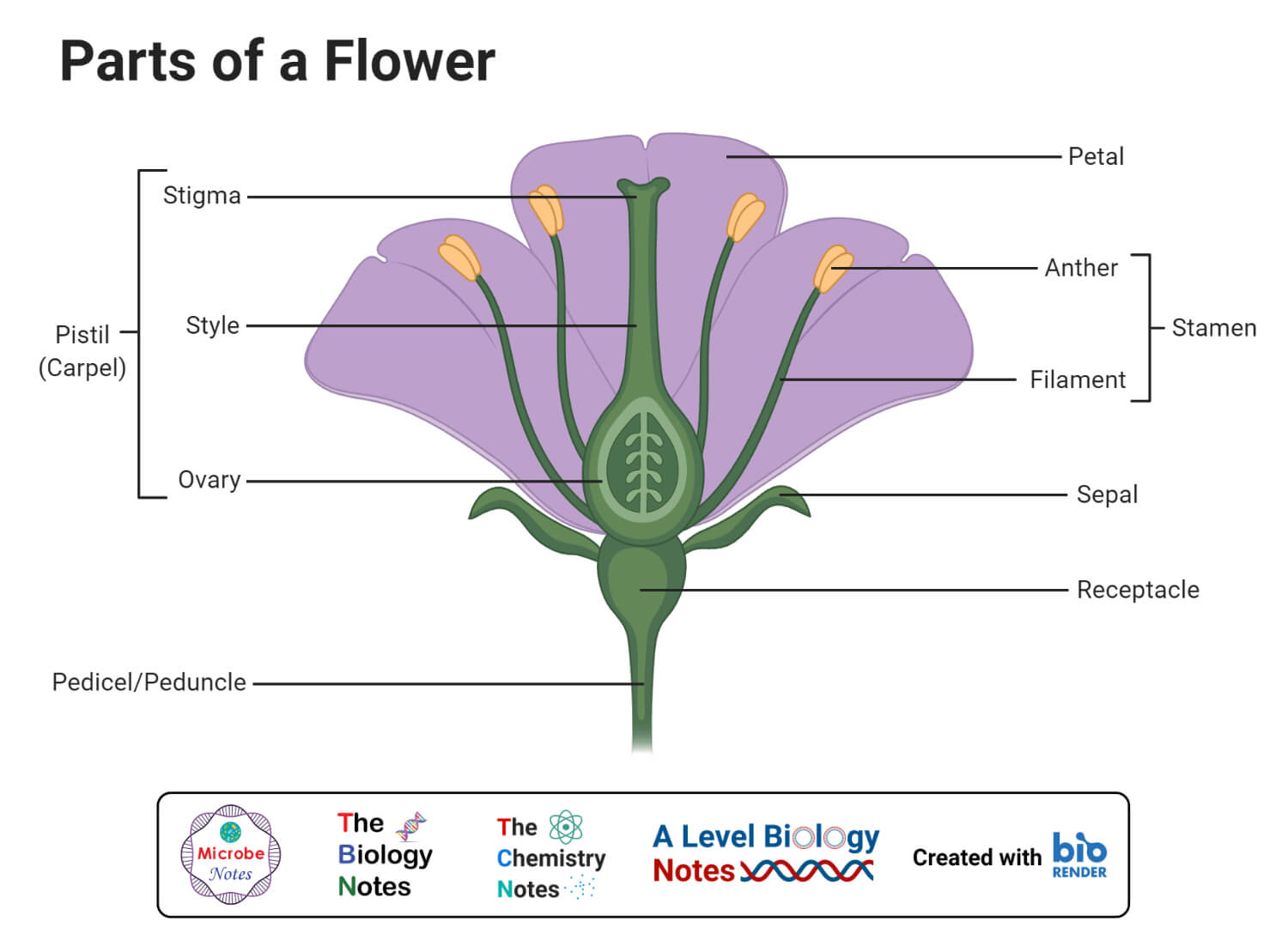 Monocots Versus Dicots Bioninja Parts Of A Flower Parts Of A Plant