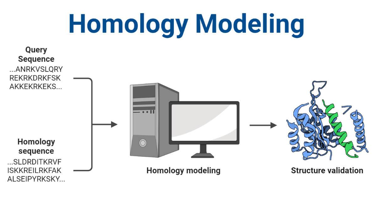 Homology Modeling Definition Steps Diagram Uses