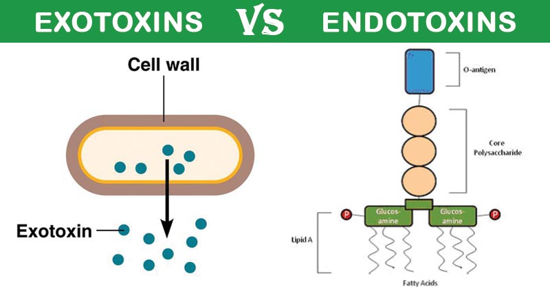 Differences between Exotoxins and Endotoxins