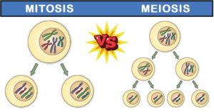 Differences between Mitosis and Meiosis