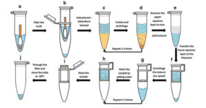 Protocol Phenol-chloroform extraction of prokaryotic DNA