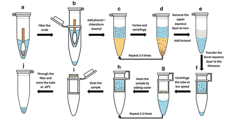 Protocol: Phenol-chloroform extraction of prokaryotic DNA