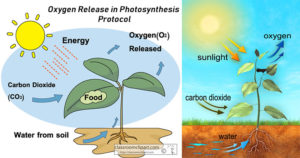 Oxygen Release in Photosynthesis Protocol