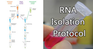 RNA Isolation Protocol