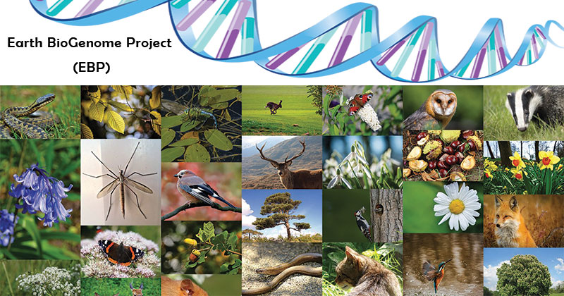 The Earth BioGenome Project (EBP)