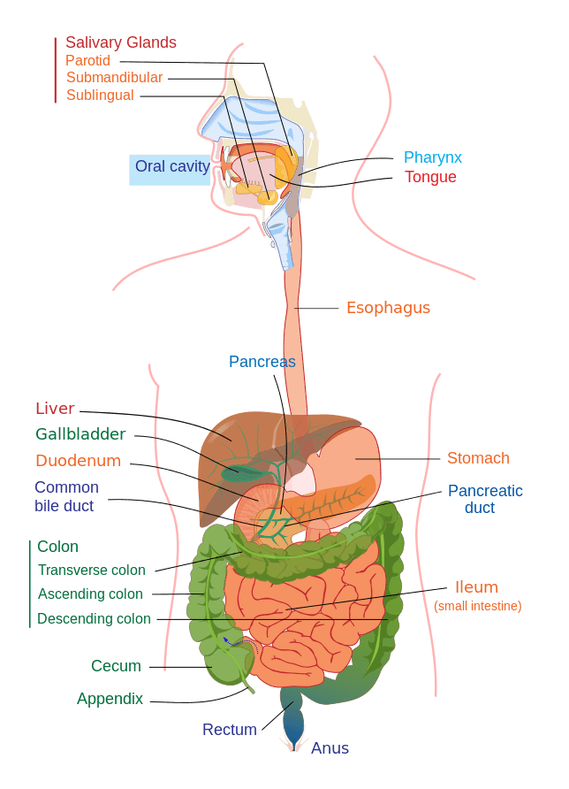 Alimentary Tract of The Human Digestive System