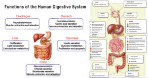Functions of the Human Digestive System