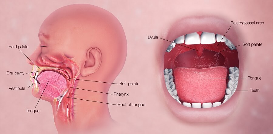 Human Mouth and Human Pharynx