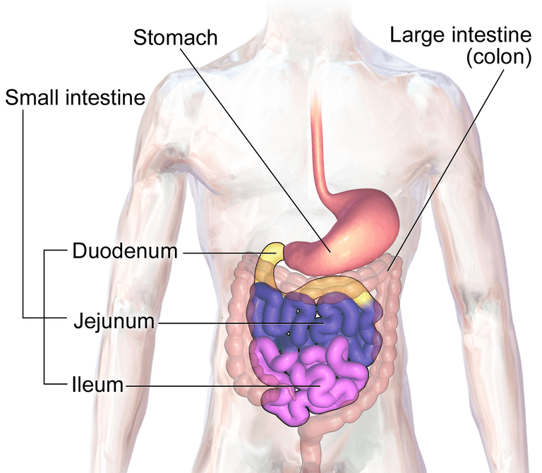 Human Small and Large Intestine