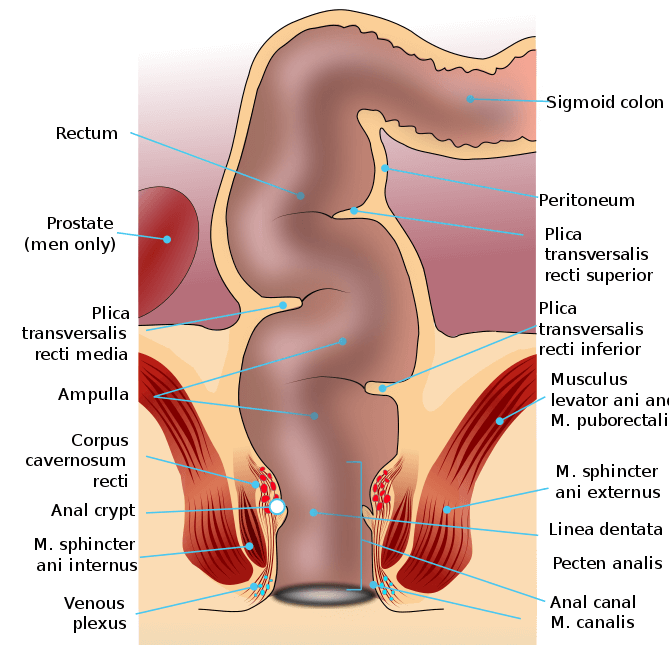 The Human Rectum and the Anal Canal
