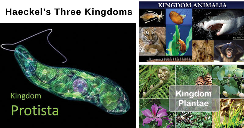 Haeckel’s Three kingdom System of Classification