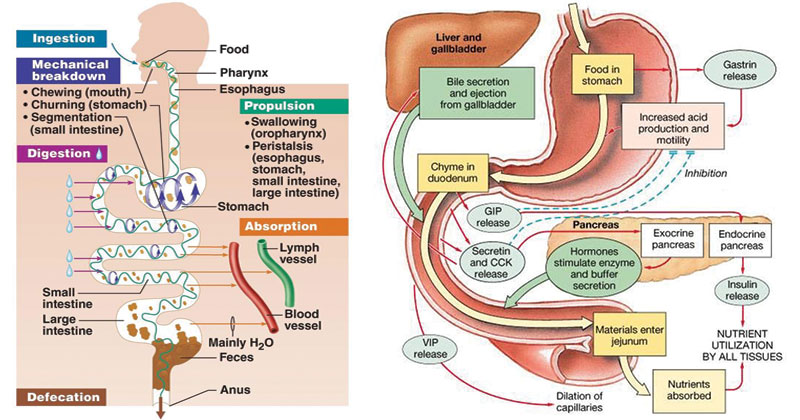 Physiology of Human Digestion