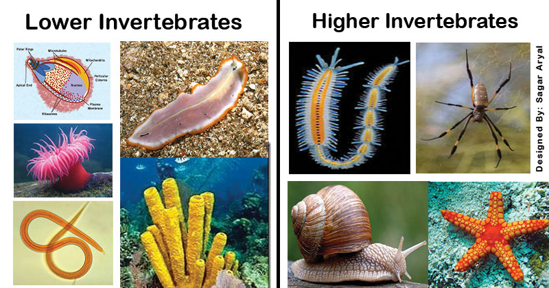 Lower and Higher Invertebrates with their differences