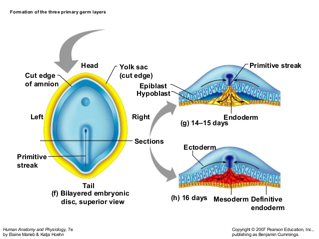 Gastrulation- Process, Consequences
