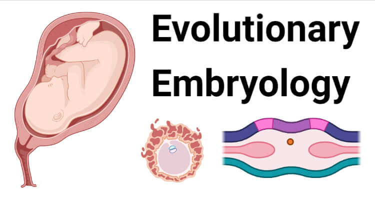 Evolutionary Embryology