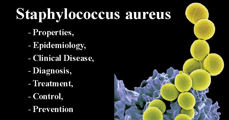 Staphylococcus aureus- Properties, Epidemiology, Clinical Disease, Diagnosis, Treatment, Control, Prevention