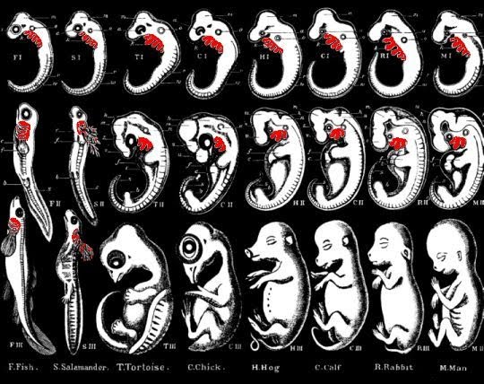 Comparative Embryology