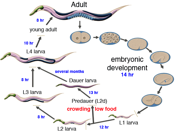 Development of Caenorhabditis elegans
