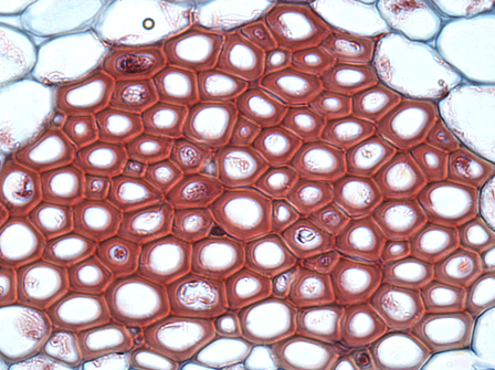 Cross section of sclerenchyma fibers