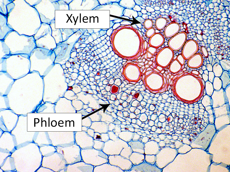Phloem Cells diagram
