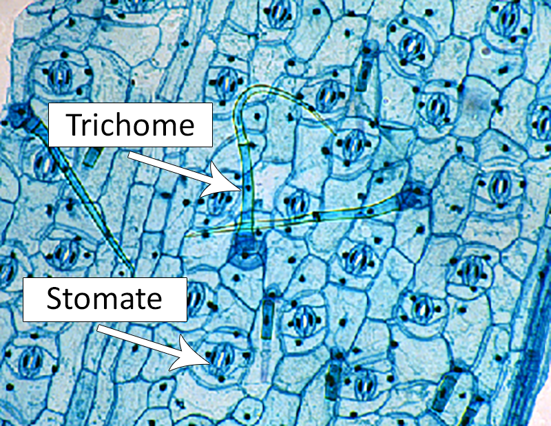 trichomes and stomata diagram