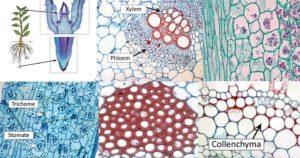 Types of Plant Cell
