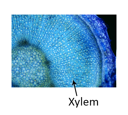 Xylem Cells diagram
