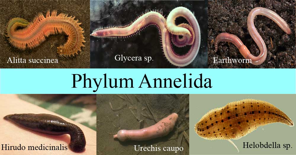 Phylum Annelida- characteristics, classification, examples