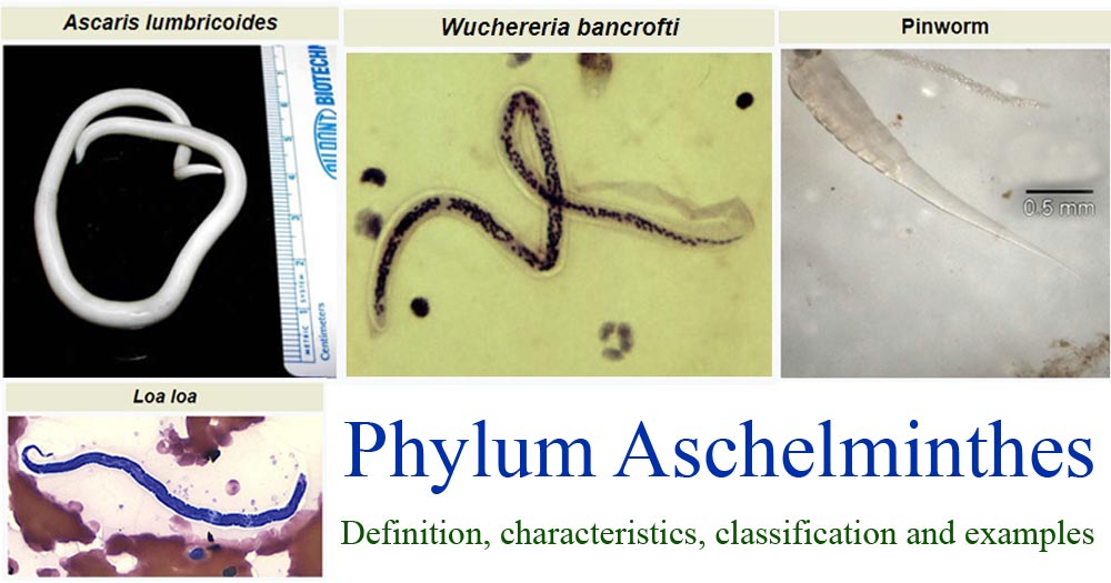 Phylum Aschelminthes