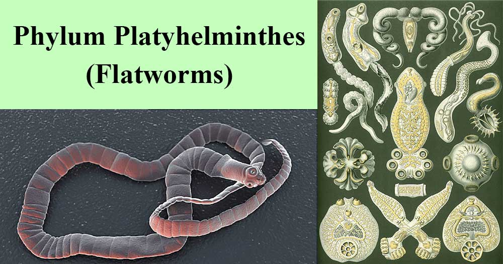 a phylum platyhelminthes definíciója