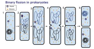 Binary fission in prokaryotes