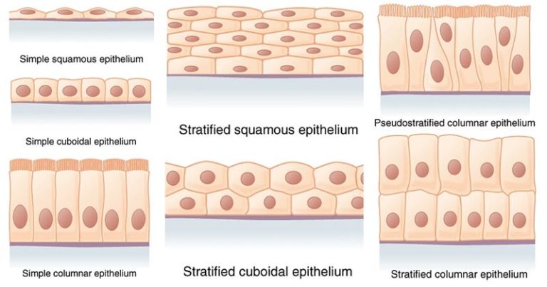 Epithelial Tissue - Definition, types, functions, examples