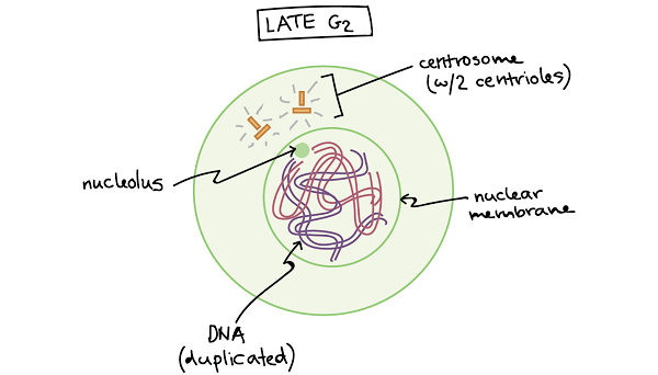Interphase G2-phase or Post DNA synthesis phase