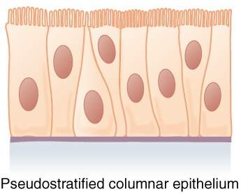Pseudostratified columnar epithelium