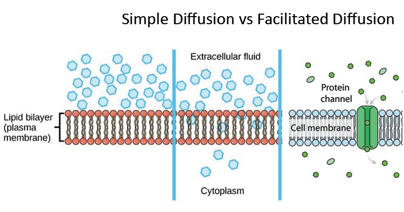 Simple Diffusion vs Facilitated Diffusion
