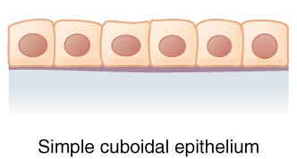 Simple cuboidal epithelium