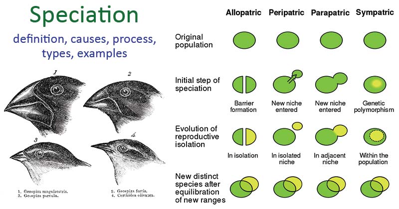 Speciation- definition, causes, process, types, examples