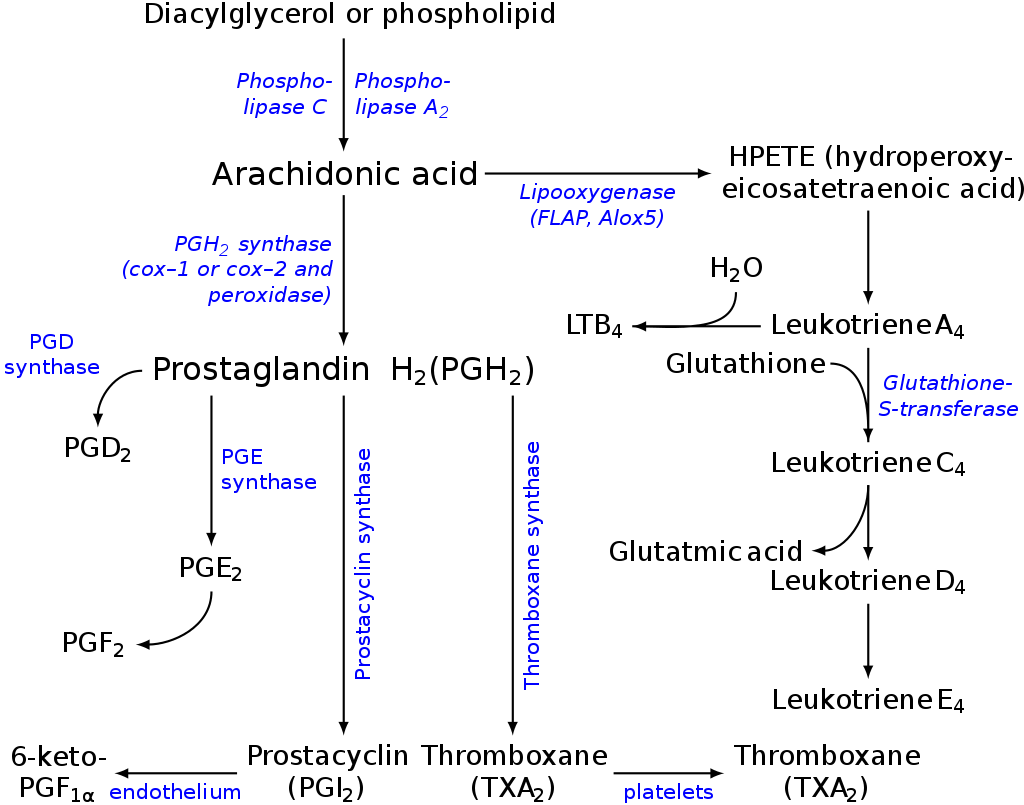 Synthesis of Eicosanoids