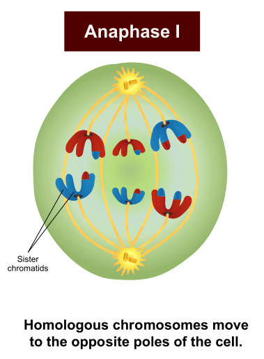 Anaphase I in Meiosis