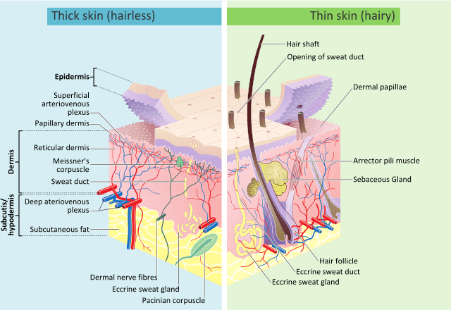 Appendages of the skin