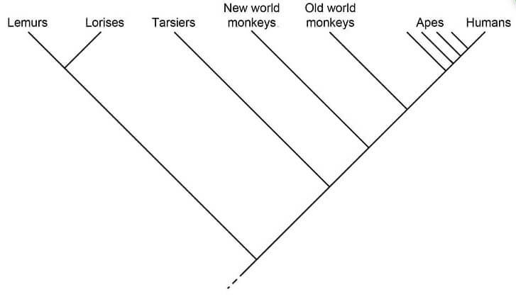 Cladogram of primates
