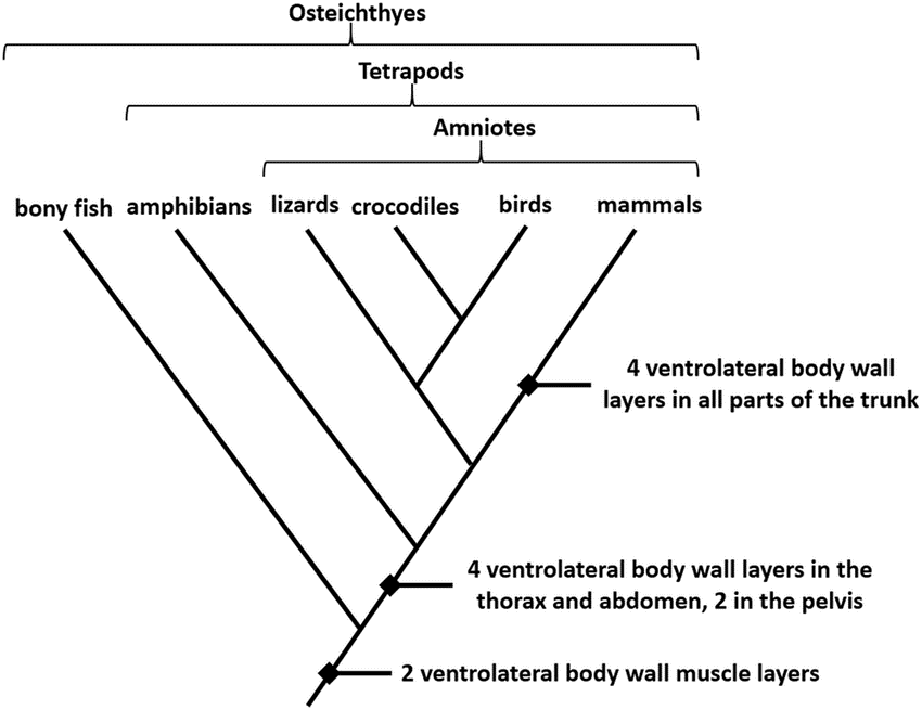 Cladogram of vertebrates