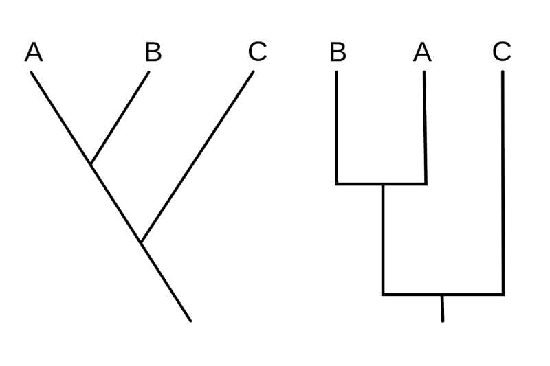 Different styles of cladograms