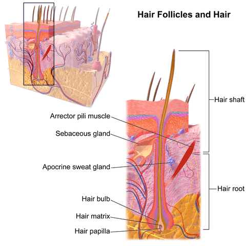 Hair and Hair follicles