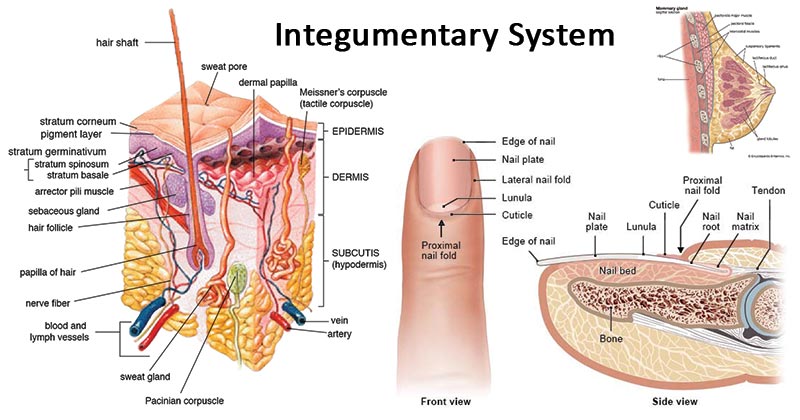 Integumentary System- Definition, organs, functions, diseases