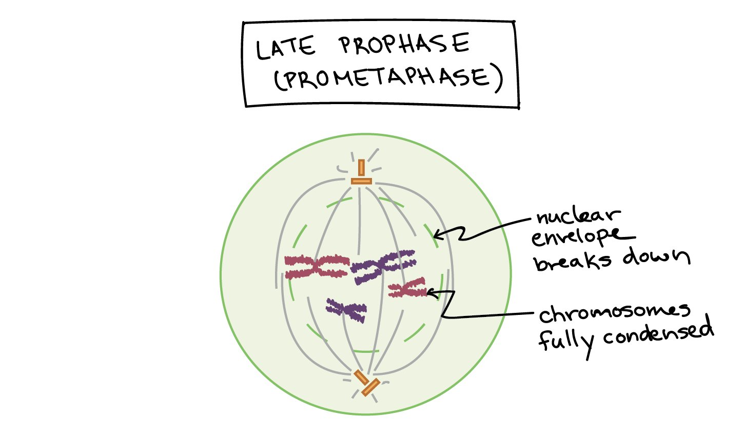 Late Prophase in mitosis
