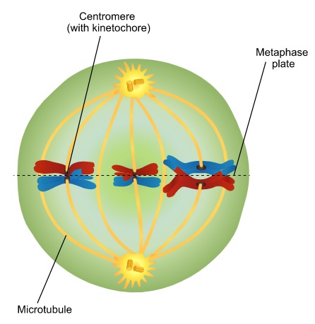 Metaphase 1 in Meiosis