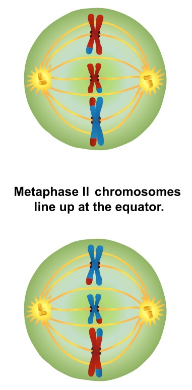 Metaphase 2 in Meiosis