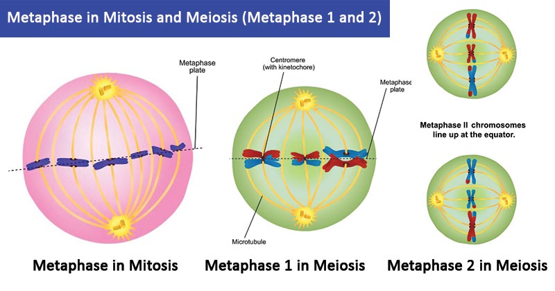 Metaphase in Mitosis and Meiosis (Metaphase 1 and 2)