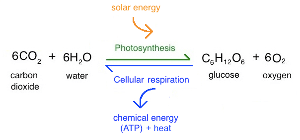Photosynthesis vs Cellular respiration